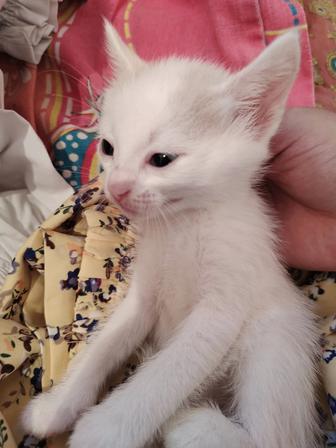 СРОЧНО!!! отдам котят БЕСПЛАТНО!!