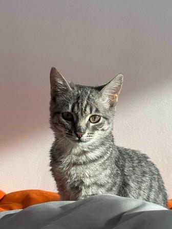 Отдам котенка