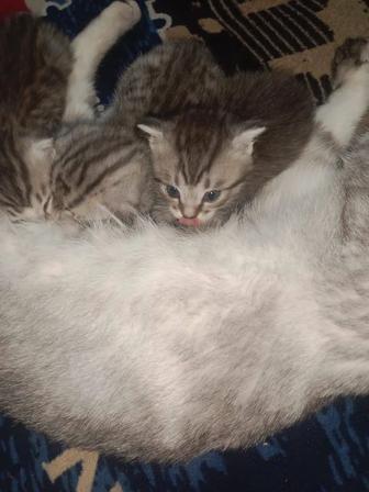 Продам котят шотландская вислоухая