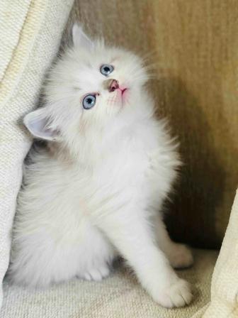 Отдам котенка в хорошие руки