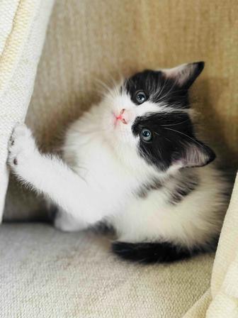 Отдам котенка в хорошие руки