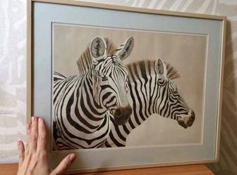 Казтины Зебры 52х42см.