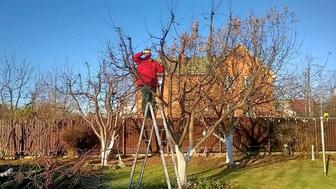 Обрезка хвойных, и плодовых деревьев кустарников, и винограда