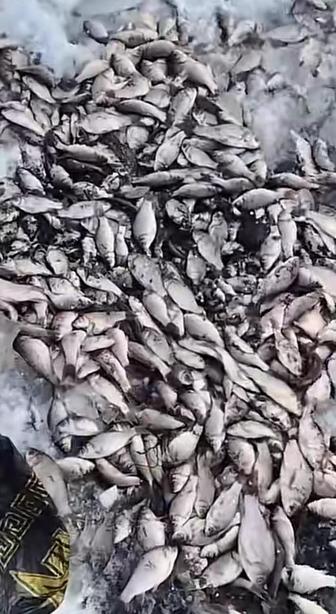 Продаем Мальков караси