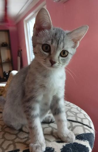 Котенок девочка в добрые руки