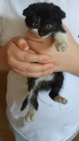 Котятам нужен дом!