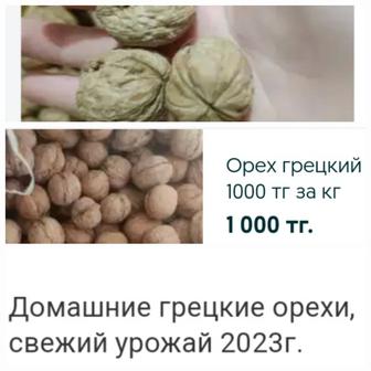 Продам грецкие орехи