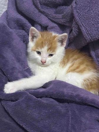 Котенок в добрые руки