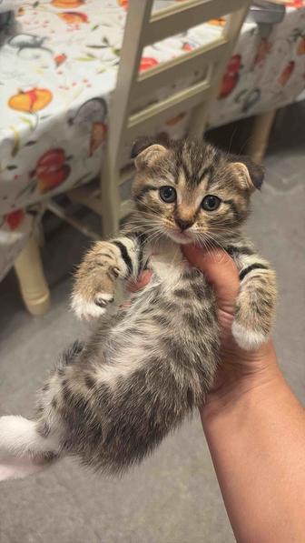 Шотландские котята