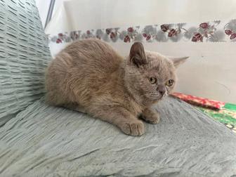 британские короткошерстные кошка