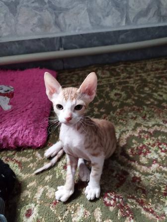 Продам котика сфинкс велюр. Два месяца, мальчик, все кушает,бегает на лоток