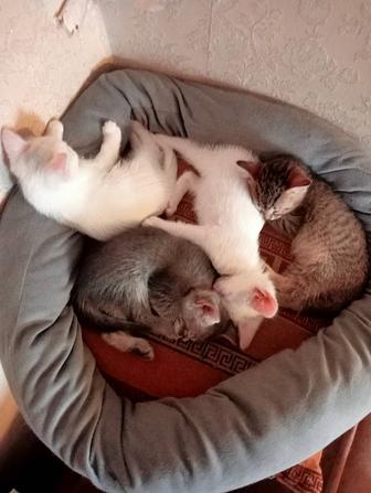 Отдам котят в хорошие руки