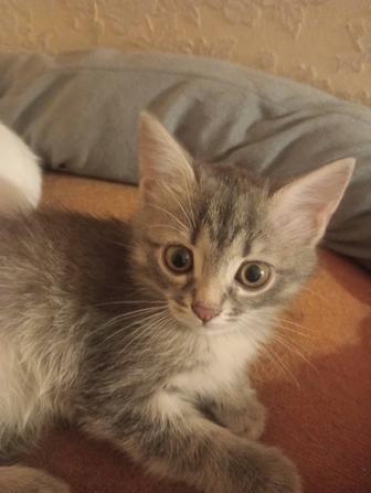 Отдам котят в хорошие руки, писать сюда.