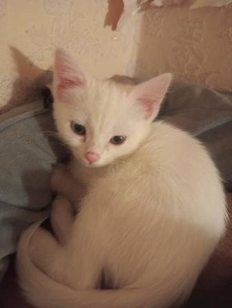 Отдам котенка-девочку в хорошие руки, писать сюда.