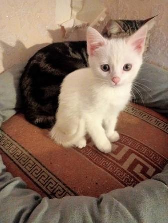 Отдам котенка-девочку в хорошие руки, писать сюда.