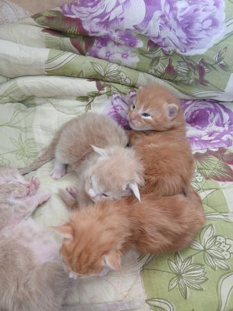 Продам котята мейн кун