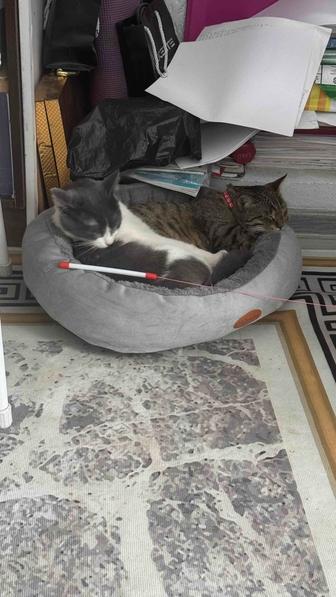 Кошка
