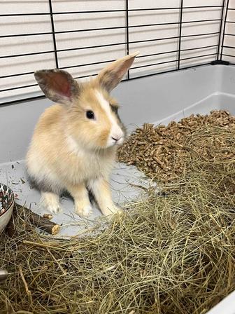 Продам декоративного кролика