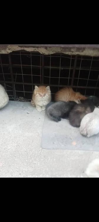 Кошка и 4 котенка ишут дом