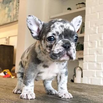 Щенки цветного французского бульдога