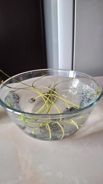 Смесь семян лотоса для аквариума