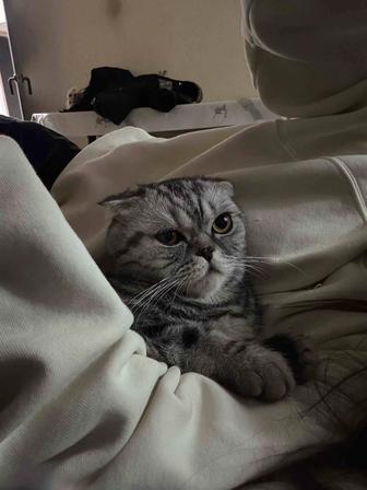 Продам кошку вислоухую