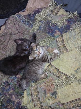Продаются котята шотландской породы