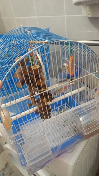 Продам попугая