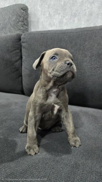 Продам щенка породы Кане-Корсо