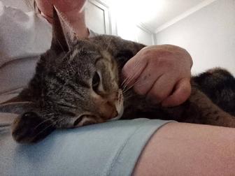 Отдам котика в добрые руки!