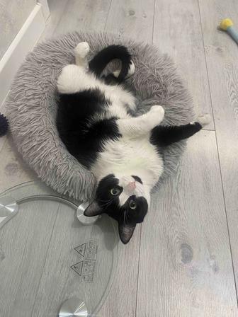 Отдам кота в добрые руки