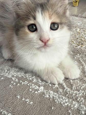 Отдам котенка в добрые руки