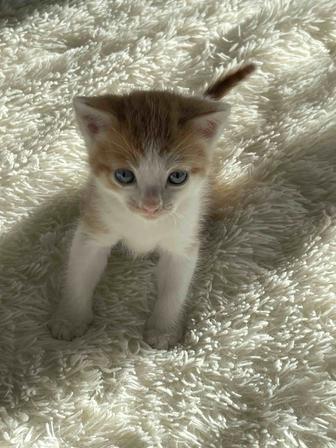 Котенок