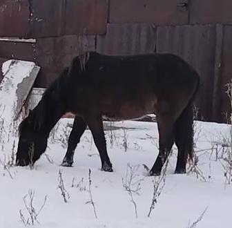 Продам Тай еркек