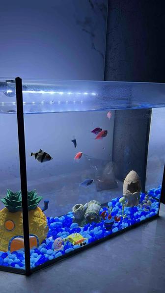 Аквариум с рыбками