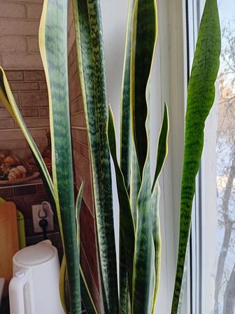 Сансевиерия высота 110