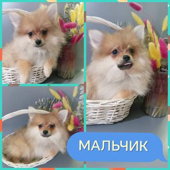 Померанские шпицы миники. Только мальчики.Возраст 3 месяца.Доставка по РК