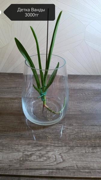 Продам орхидеи, большой выбор