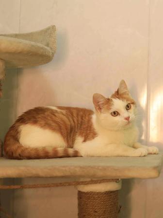 Котенок в дар