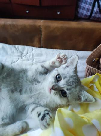 Котята 2 месяца