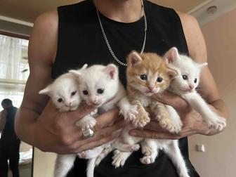 Отдам котят хорошим людям