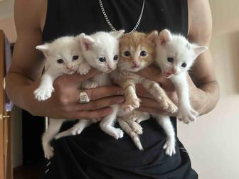 Отдам котят хорошим людям