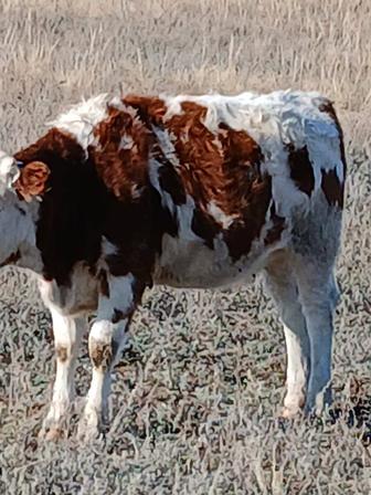 Продам телочку