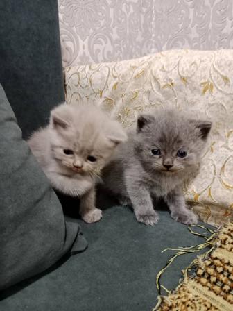 Кошки