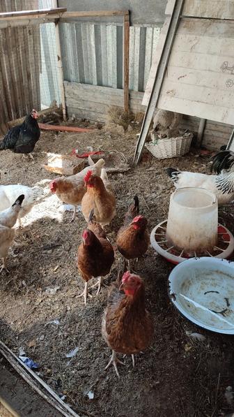 Продам кур домашних