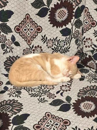 Отдам котика в хорошие руки