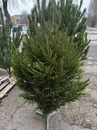 Сосны ели пихта рудный