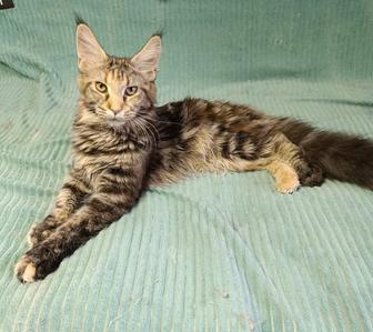 Продам подрощеную кошечку Мейн Кун.