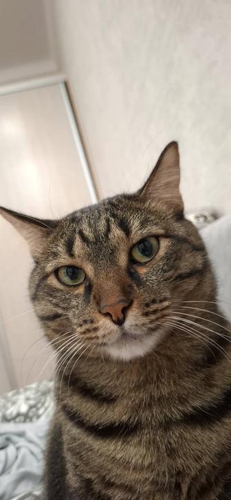 Отдам кота в добрые и заботливые руки