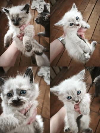 Кошки